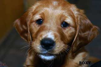 Golden Puppy