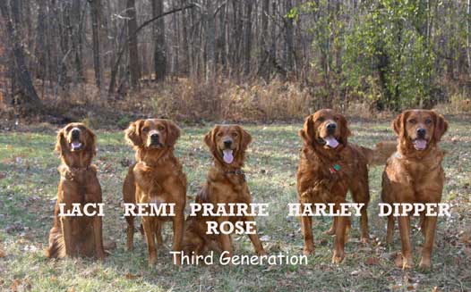 Golden Retriever Kennels