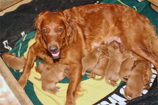 Golden Puppy