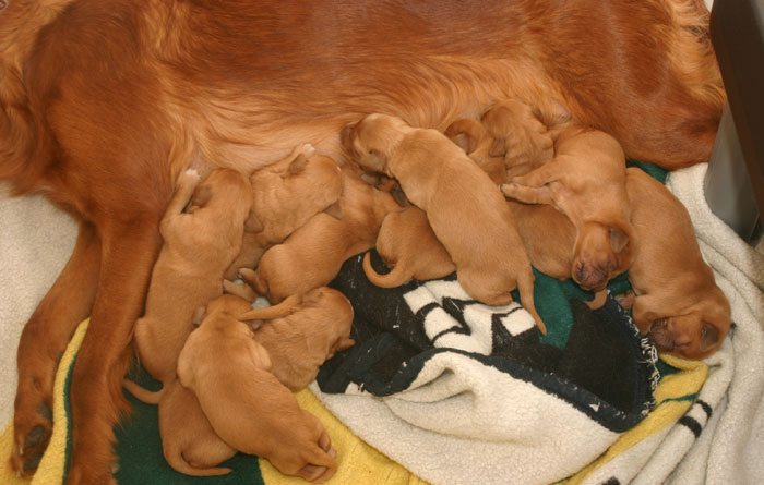 Golden retriever Puppies