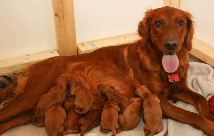 Golden retriever Puppies