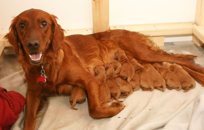 Golden retriever Puppie