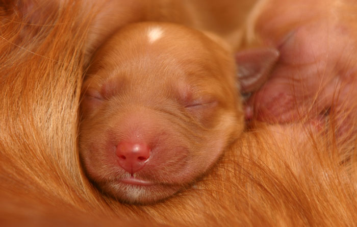 Golden retriever Puppie