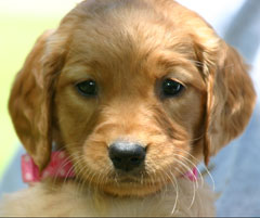 golden retriever puppies