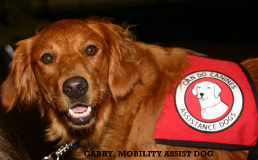 Golden Retriever Kennels