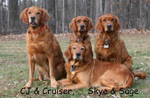 Golden Retriever Kennel