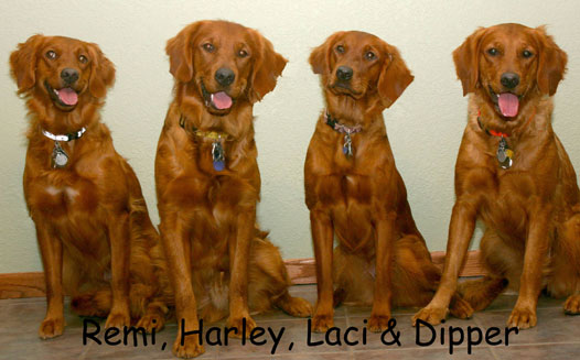 Golden Retriever Kennels