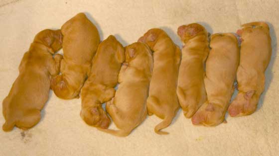 Golden retriever Puppies