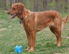 Golden retriever for sale los angeles ca