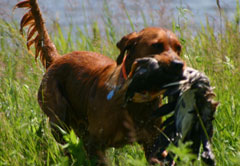 Golden Retriever - Hunitng Ducks