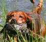 Golden Retriever Hunting