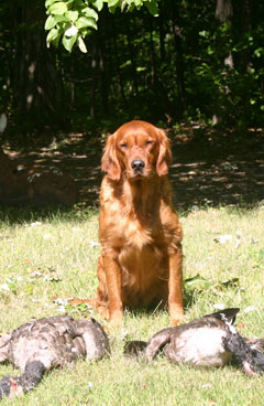 Goose Hunting