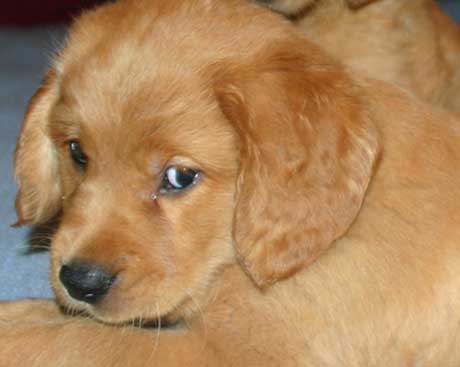 Golden Retriever Puppies