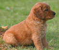 Golden Retriever Puppy