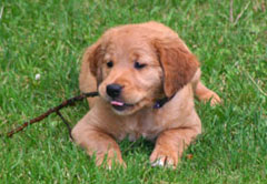 golden retriever puppies