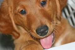 golden retriever puppies