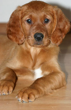 golden retriever puppies