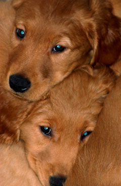 golden retriever puppies