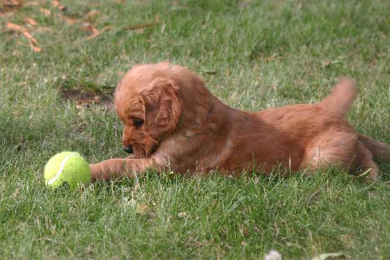 pictures of puppies playing. Golden Retriever Puppy Playing. Copyright © 2012 Website Hosting and Design: 