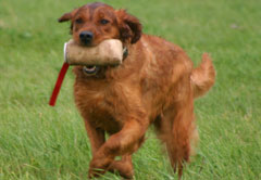 Golden Retriever - Training