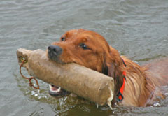 Golden Retriever - Training