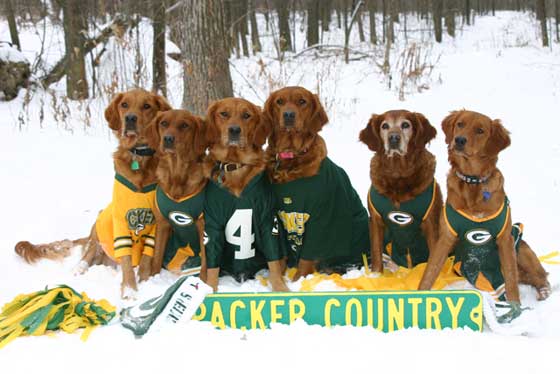 golden retrievers jpg