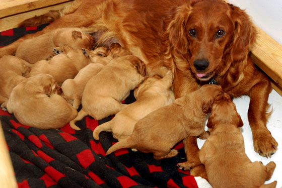 Litter of Puppies