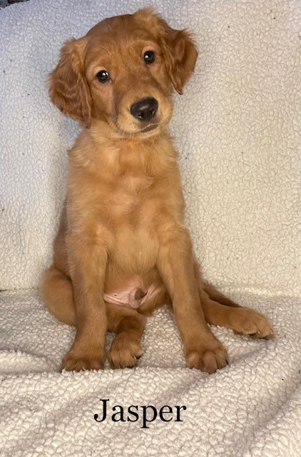 Golden retriever Puppies