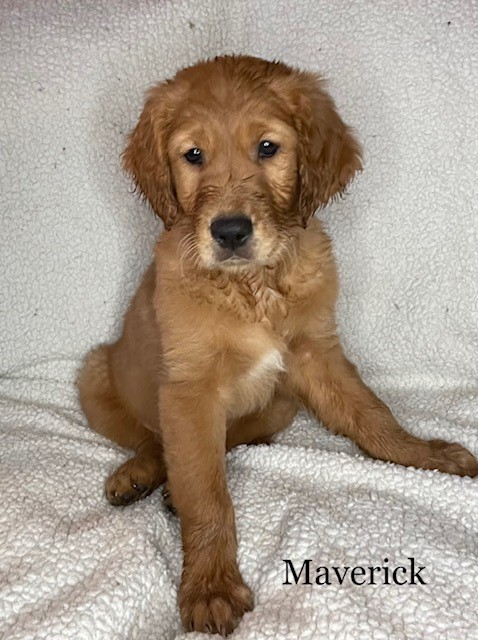 Golden retriever Puppies