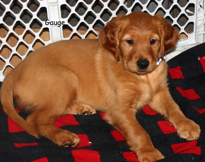 Golden retriever Puppies