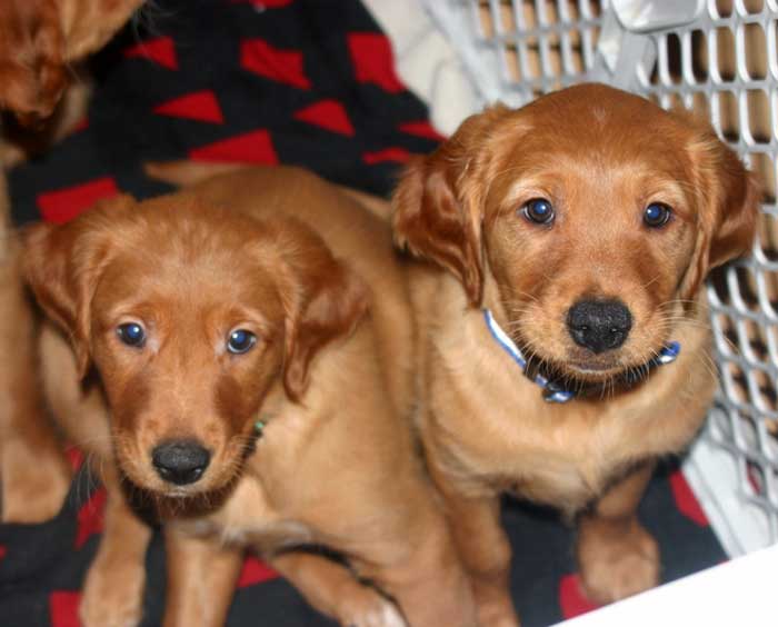 Golden retriever Puppies