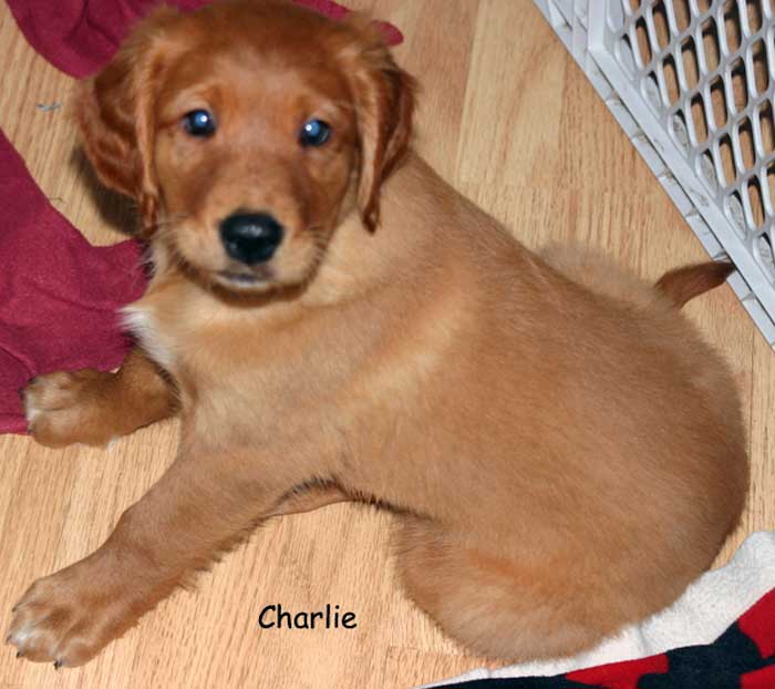 Golden retriever Puppies