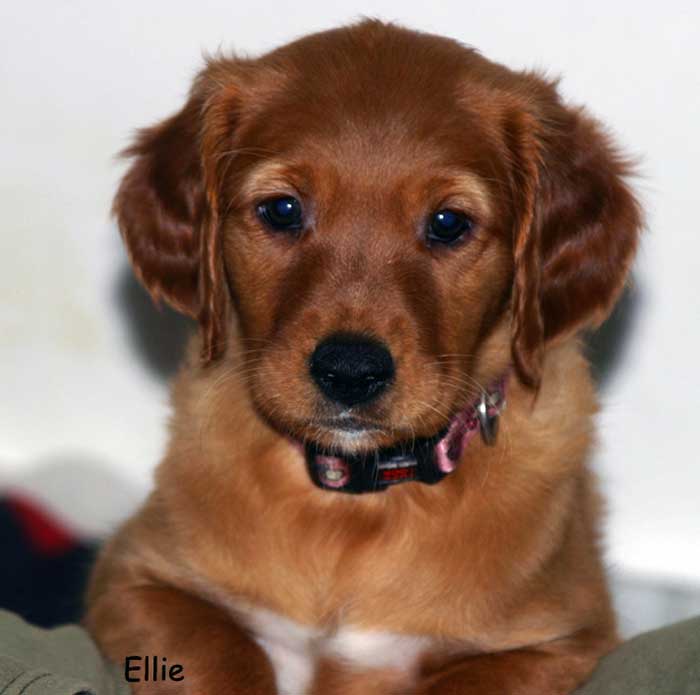 Golden retriever Puppies