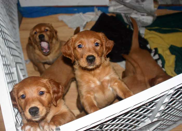 Golden retriever Puppies