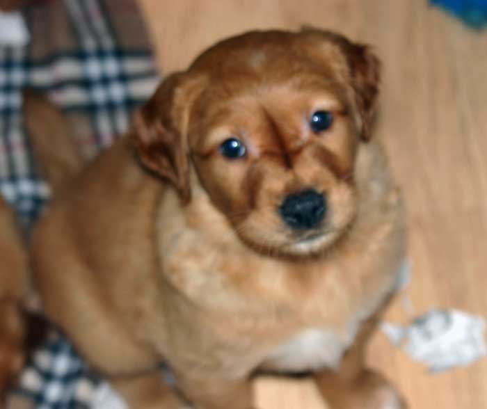 Golden retriever Puppies