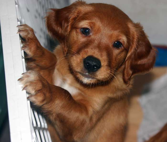 Golden retriever Puppies