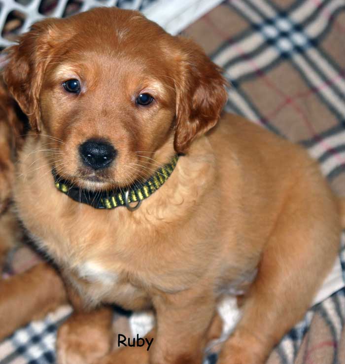 Golden retriever Puppies