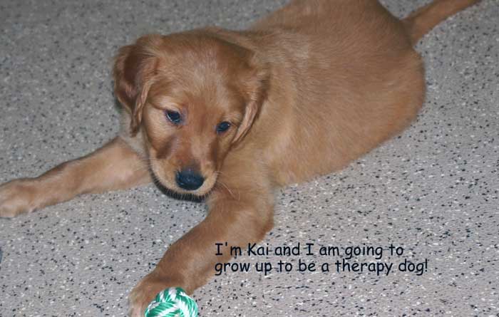 Golden retriever Puppies