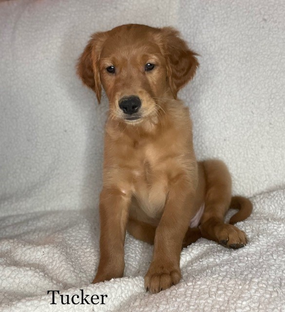 Golden retriever Puppies