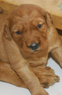 golden retriever puppies