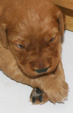 golden retriever puppies