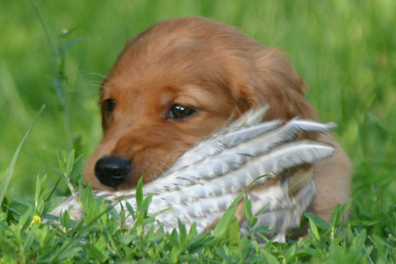 Golden Retriever Puppy Playing with Bird