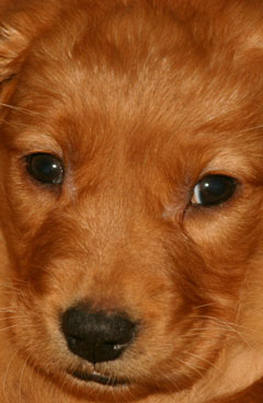 golden retriever puppies