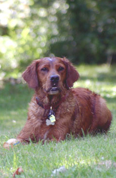 Golden Retriever Wet